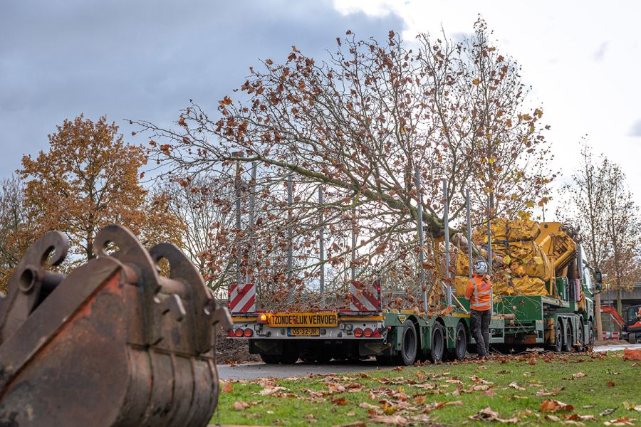 Verhuizen bomen Doorslagzone