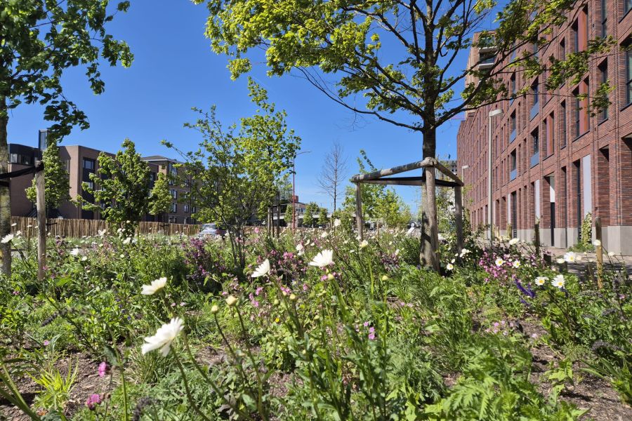 Vernieuwing park in City