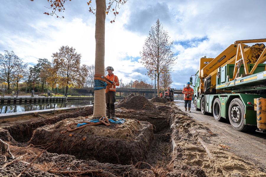 Verhuizen bomen Doorslagzone