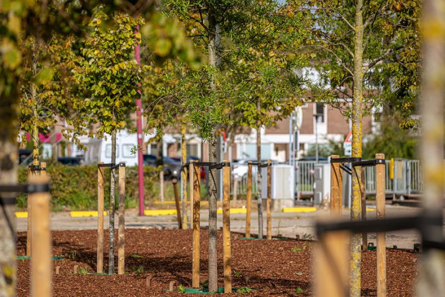 Opkweekveld bomen in City