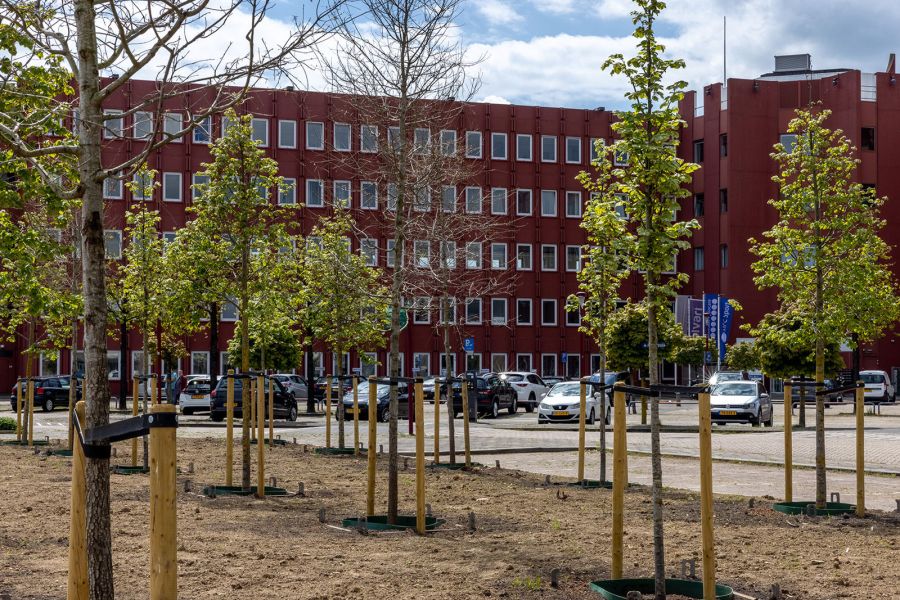 Boompjes bij het tijdelijke boomopkweekveld bij Zadelstede